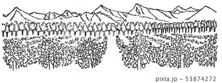 ぶどう畑 53874272