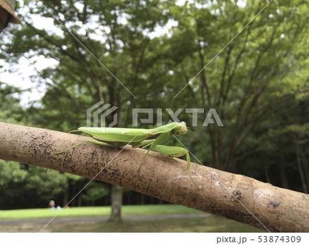 カマキリ 53874309