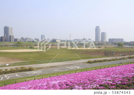 春の荒川土手の芝桜と川口の高層マンション 春の荒川土手の芝桜と川口の高層マンション 53874343