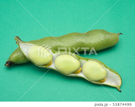 生のソラマメ 生のソラマメ 53874499