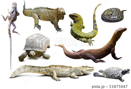 set of reptiles isolated set of reptiles isolated 53875687