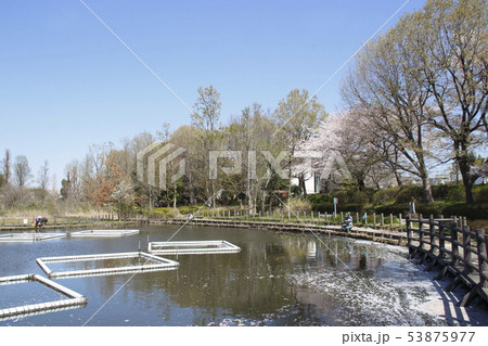 春の川口自然公園にて(埼玉県川口市) 春の川口自然公園にて(埼玉県川口市) 53875977