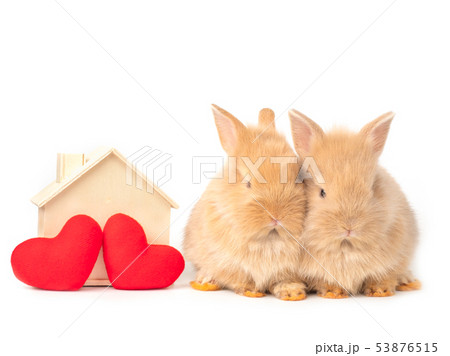 Two baby red-brown rabbits with red heart. Two baby red-brown rabbits with red heart. 53876515
