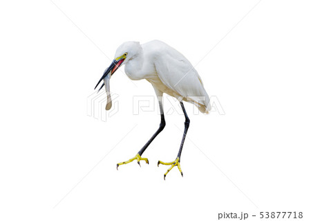 Eastern Great Egret Eating Fish In Mount Eastern Great Egret Eating Fish In Mount 53877718