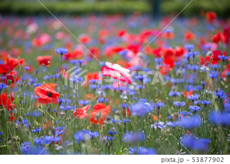 ケシ 花 サムハクド 53877902