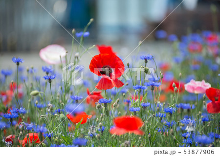 ケシ 花 サムハクド 53877906