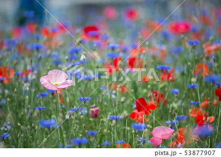 ケシ 花 サムハクド 53877907