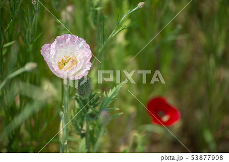 ケシ サムハクド 53877908