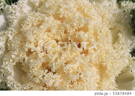 ハボタン ハボタン 53878484