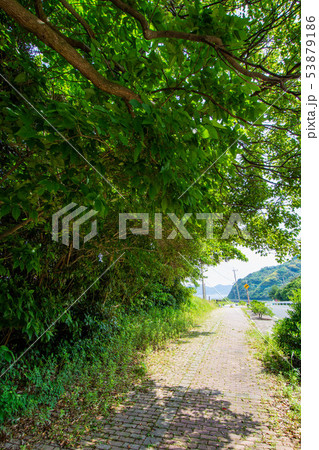 海岸通りの木漏れ日 53879186