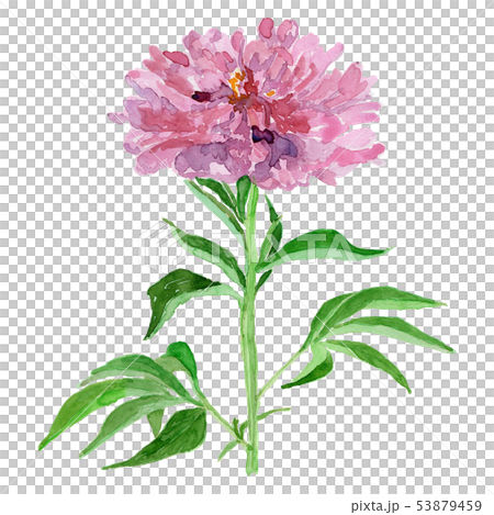 Paeonia Lactiflora シャクヤク 八重のイラスト素材