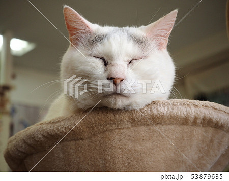 大福猫 大福猫 53879635