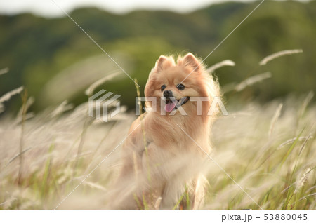 ポメラニアン ポメラニアン 53880045