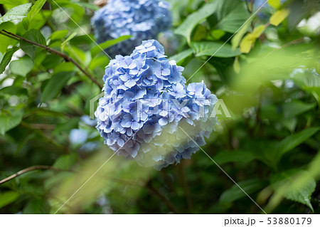 アジサイ 紫陽花 花 6月の花 梅雨 アジサイ 紫陽花 花 6月の花 梅雨 53880179