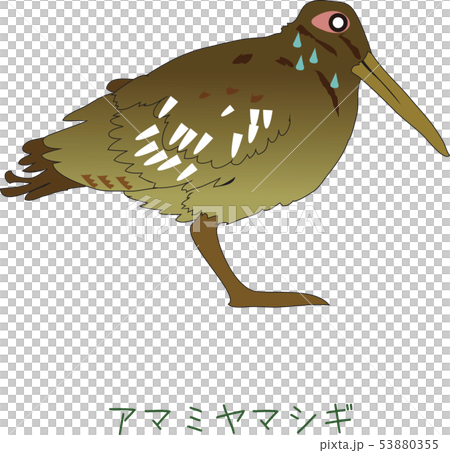 Amami's rare bird Amami miyagi Amami's rare bird Amami miyagi 53880355