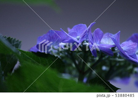 あじさい あじさい 53880485