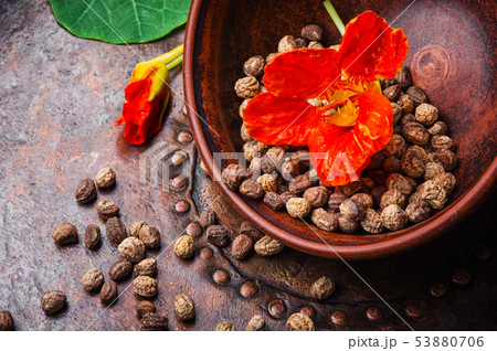 Nasturtium officinale with seeds Nasturtium officinale with seeds 53880706