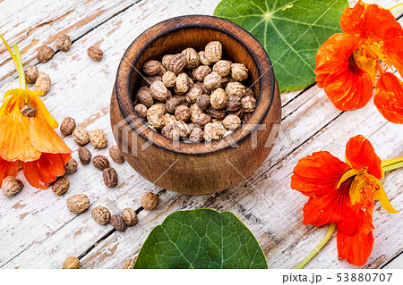 Seeds, and flowers of nasturtium Seeds, and flowers of nasturtium 53880707