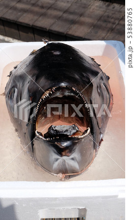 A giant tuna fish head placed above ice cubes. A giant tuna fish head placed above ice cubes. 53880765