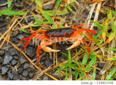 サワガニ サワガニ 53881548