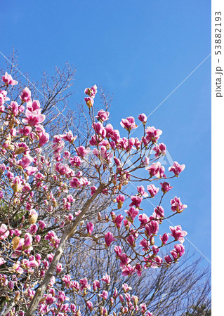 赤紫色のシモクレンの花 赤紫色のシモクレンの花 53882193
