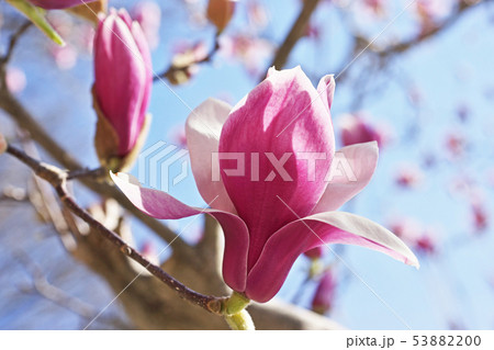 赤紫色のシモクレンの花 赤紫色のシモクレンの花 53882200