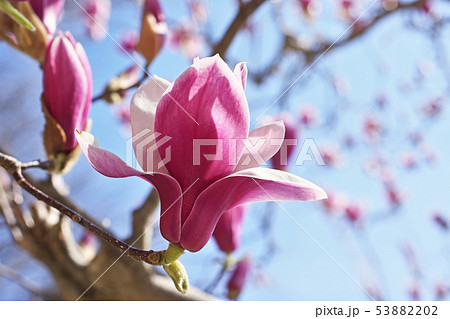 赤紫色のシモクレンの花 赤紫色のシモクレンの花 53882202
