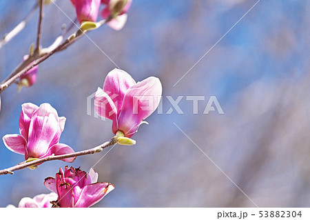 赤紫色のシモクレンの花 53882304