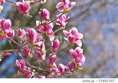 赤紫色のシモクレンの花 赤紫色のシモクレンの花 53882307