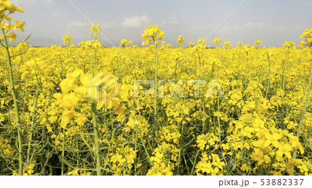 Yellow rapeseed or canola field horizontal 53882337