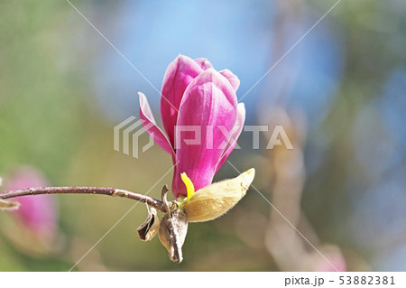 赤紫色のシモクレンの花 赤紫色のシモクレンの花 53882381