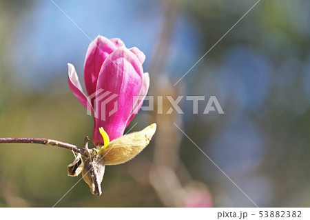 赤紫色のシモクレンの花 53882382