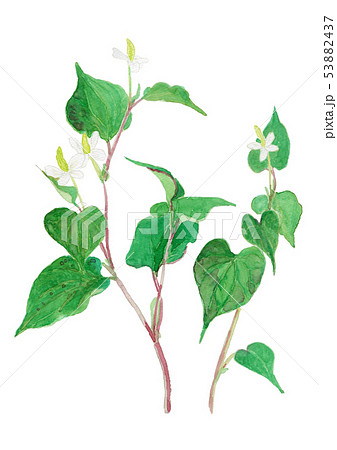 ドクダミ　Houttuynia cordata 53882437