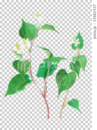 Dokudami Houttuynia cordata 53882437