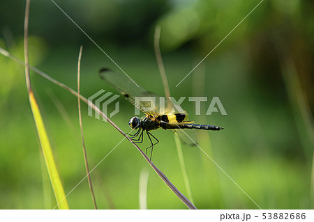 Dragonfly on dry grass Dragonfly on dry grass 53882686