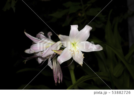 Pink-striped Trumpet Lily flower. Pink-striped Trumpet Lily flower. 53882726