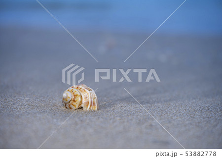 Close up of Shells on the beach 53882778