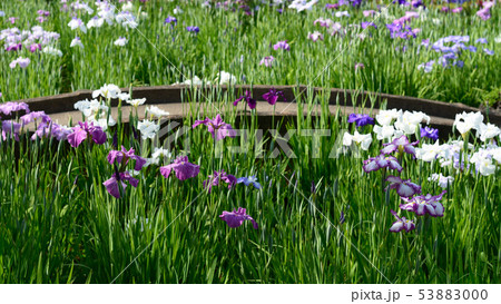 ハナショウブ ハナショウブ 53883000