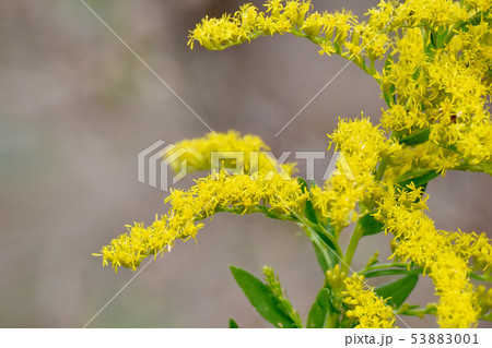三鷹中原に咲く黄色いセイタカアワダチソウ 三鷹中原に咲く黄色いセイタカアワダチソウ 53883001