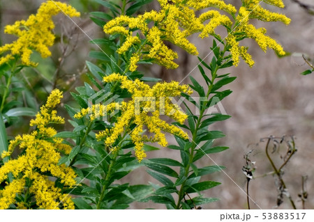 三鷹中原に咲く黄色いセイタカアワダチソウ 53883517