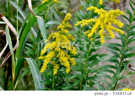 三鷹中原に咲く黄色いセイタカアワダチソウ 53883518