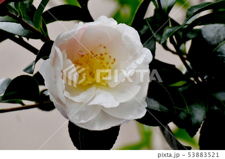 三鷹中原に咲く淡いピンクのサザンカの花 三鷹中原に咲く淡いピンクのサザンカの花 53883521