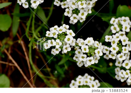 三鷹中原に咲く白いアリッサム(スイートアリッサム) 三鷹中原に咲く白いアリッサム(スイートアリッサム) 53883524