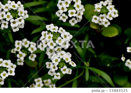 三鷹中原に咲く白いアリッサム（スイートアリッサム） 53883525