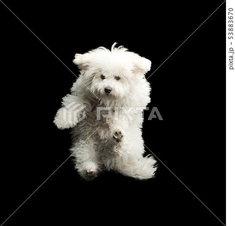 Flying white dog on black background. Jumping happy puppy 53883670