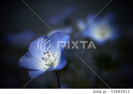ネモフィラ 青い花 ブルー 背景素材の写真素材 5313