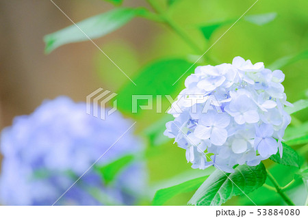 紫陽花 53884080