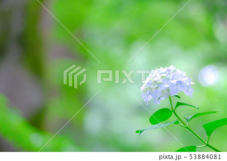 紫陽花 紫陽花 53884081