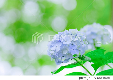 紫陽花 紫陽花 53884086