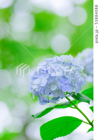 紫陽花 53884088